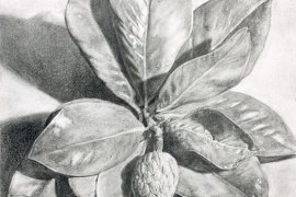 Magnolios II