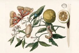 Maria-Sybyla-Merian.-Metamorfosis-de-la-oruga-de-los-citricos-820-px-1