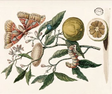 Maria-Sybyla-Merian.-Metamorfosis-de-la-oruga-de-los-citricos-820-px-1