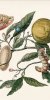 Maria-Sybyla-Merian.-Metamorfosis-de-la-oruga-de-los-citricos-820-px-1