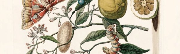 Maria-Sybyla-Merian.-Metamorfosis-de-la-oruga-de-los-citricos-820-px-1