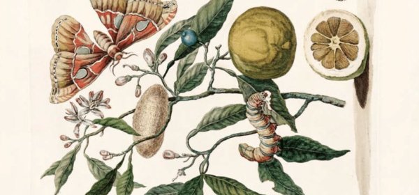 Maria-Sybyla-Merian.-Metamorfosis-de-la-oruga-de-los-citricos-820-px-1