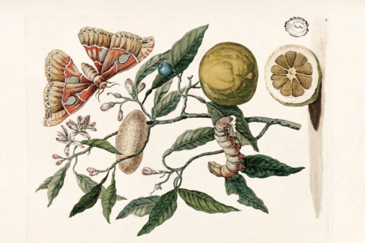 Maria-Sybyla-Merian.-Metamorfosis-de-la-oruga-de-los-citricos-820-px-1
