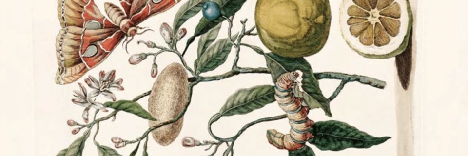 Maria-Sybyla-Merian.-Metamorfosis-de-la-oruga-de-los-citricos-820-px-1