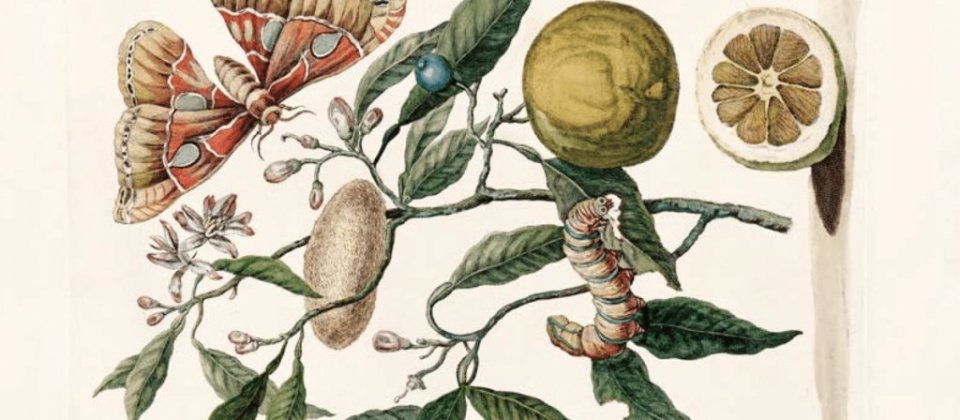 Maria-Sybyla-Merian.-Metamorfosis-de-la-oruga-de-los-citricos-820-px-1
