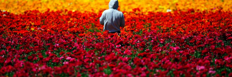 A worker hand-picks Giant Tecolote Ranunculus flowers at the Flower Fields in Carlsbad