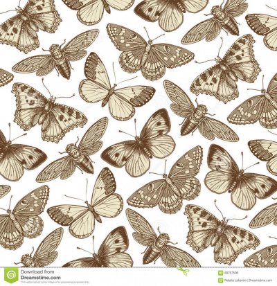 mariposa-cigarra-e-insecto-hermosos-ejemplos-animales-antiguos-fauna-grabado-del-dibujo-modelo-del-fondo-vector-del-vintage-89757506-1