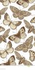 mariposa-cigarra-e-insecto-hermosos-ejemplos-animales-antiguos-fauna-grabado-del-dibujo-modelo-del-fondo-vector-del-vintage-89757506-1